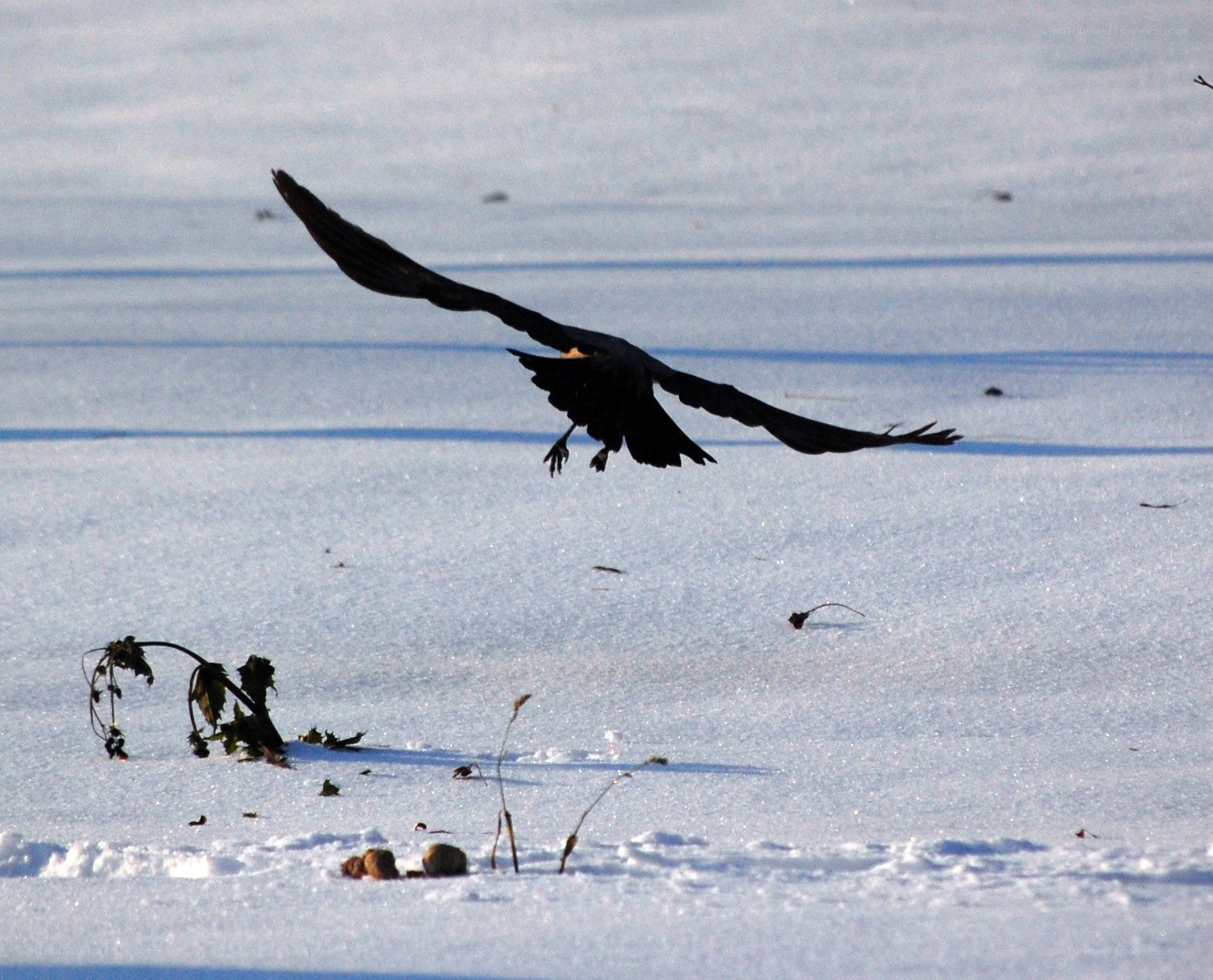 Raven in flight over snow