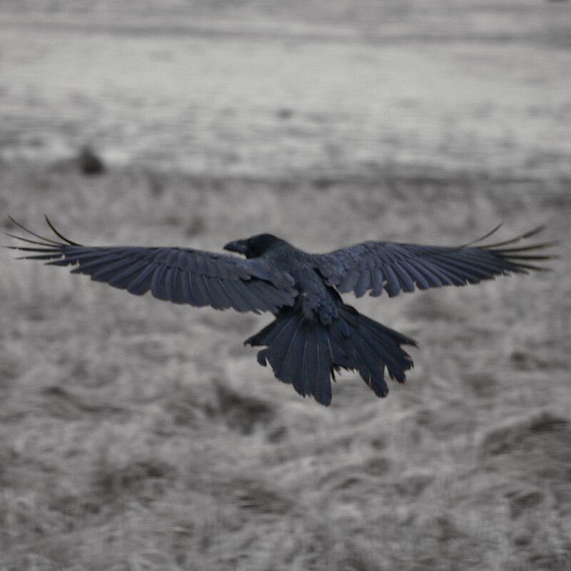 raven in flight over water