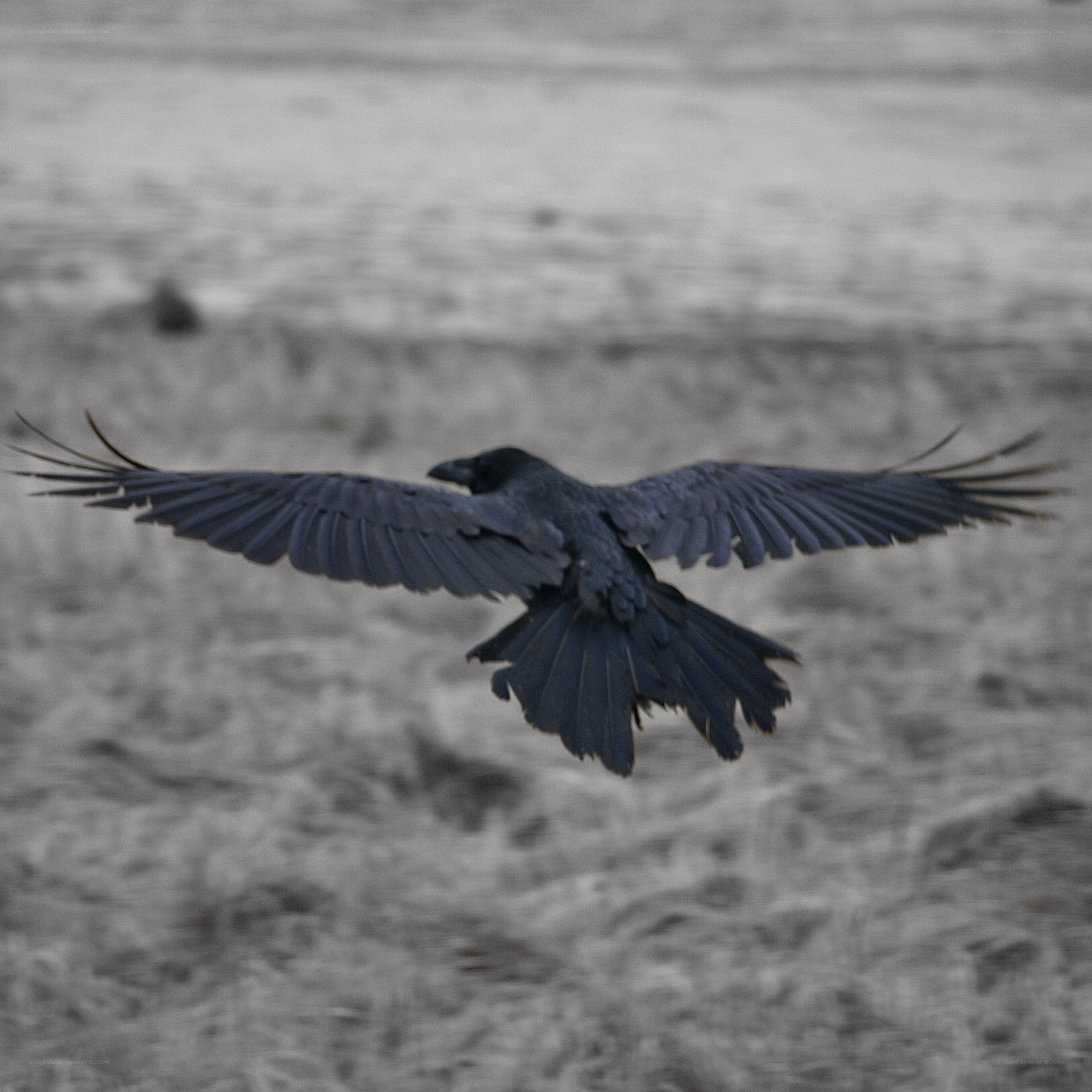 raven in flight over water