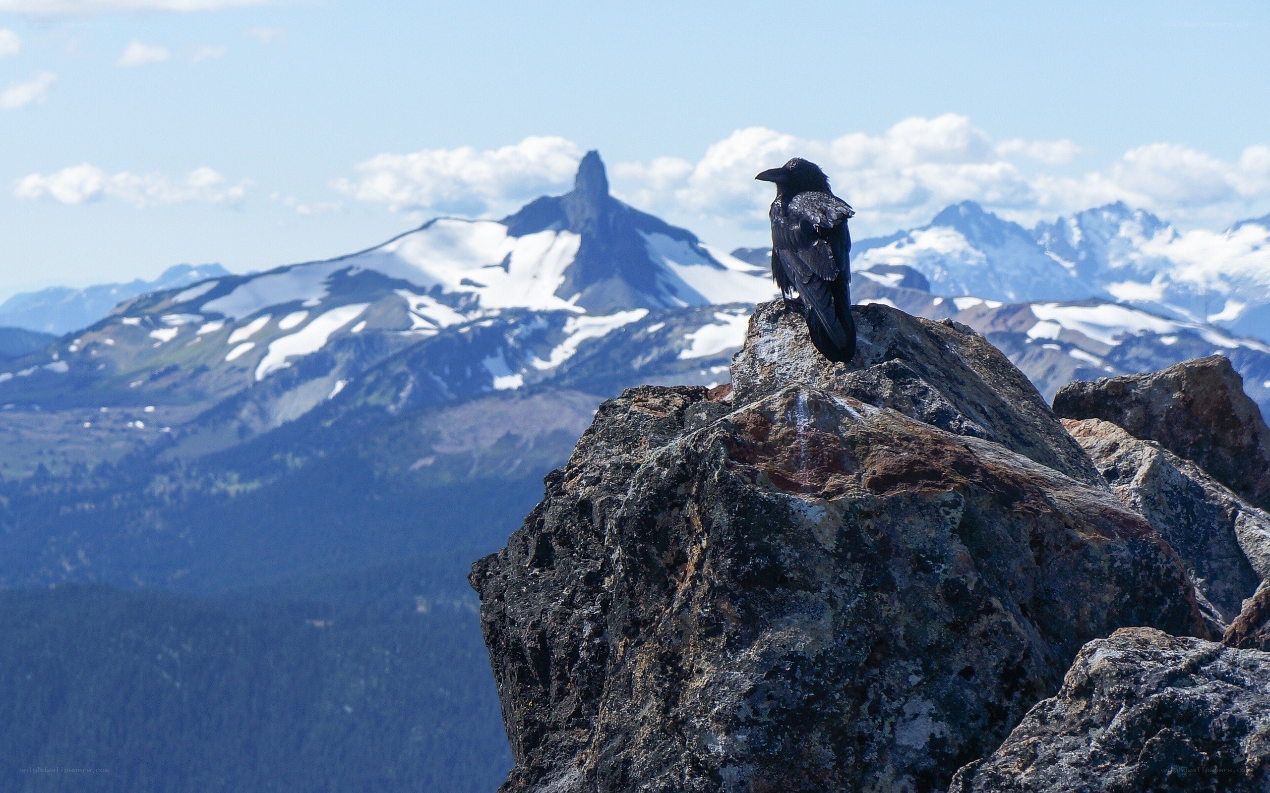 Raven on a mountain peak
