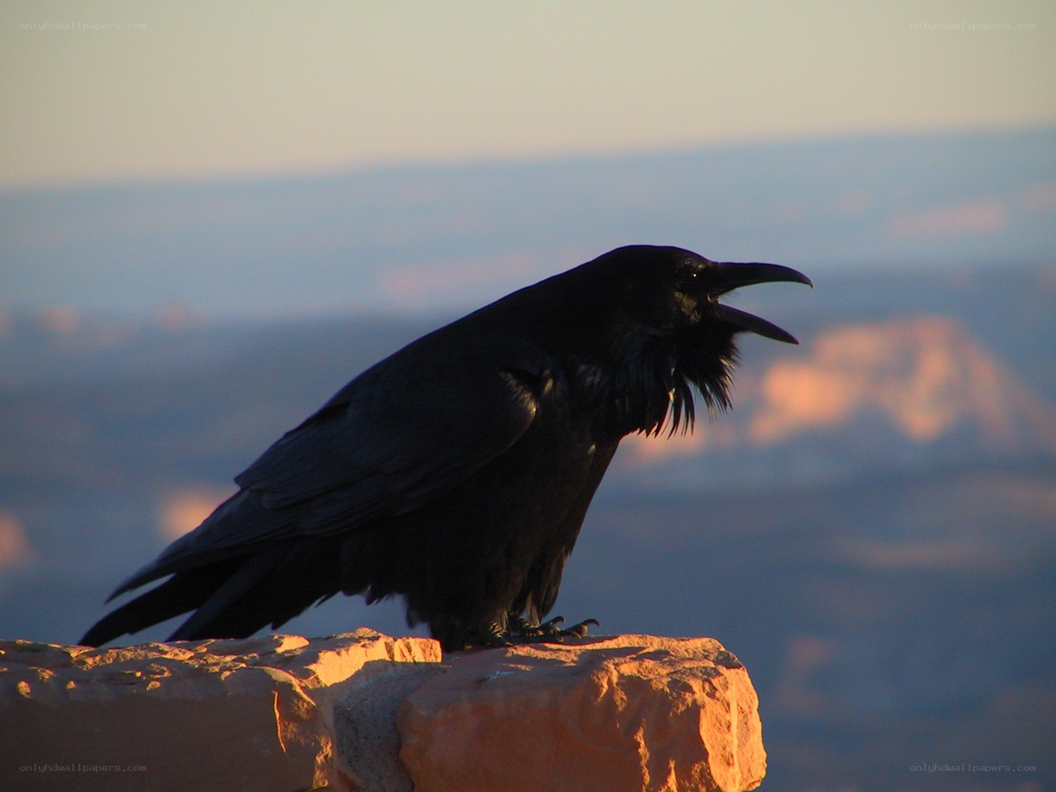Raven on a rock at sunset