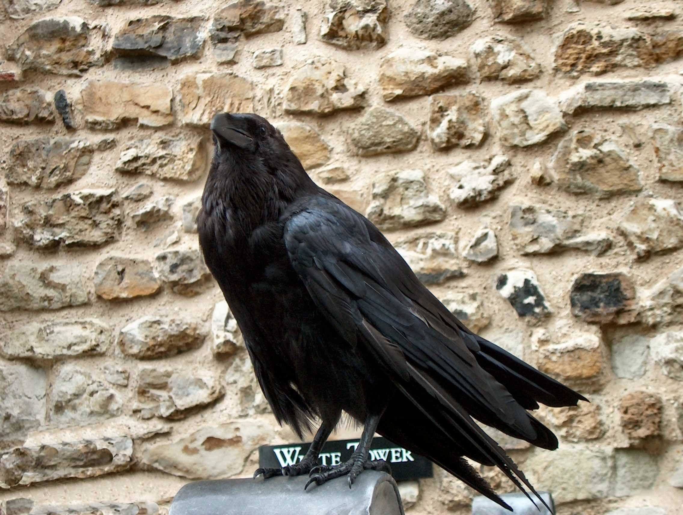 raven on a stone wall