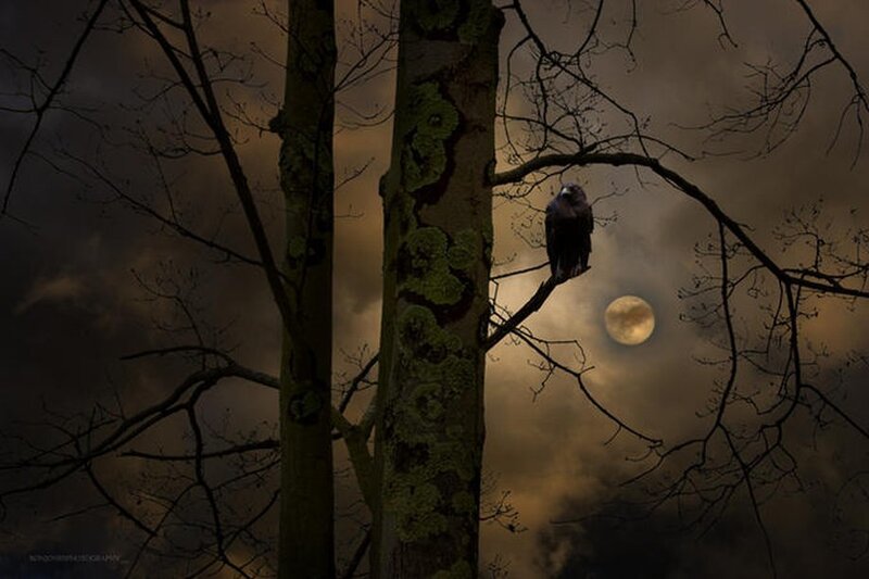 Raven on a tree branch