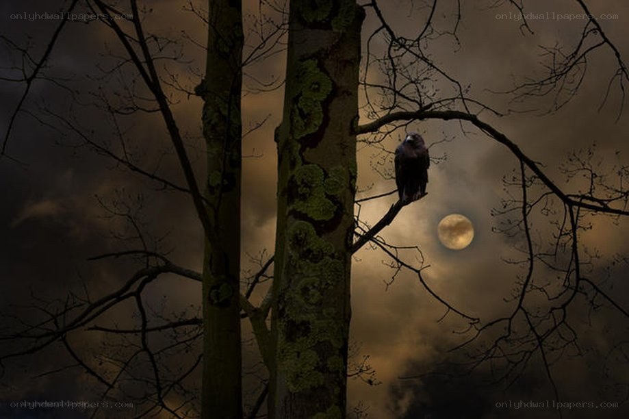 Raven on a tree branch