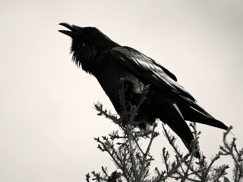 raven perched on a branch