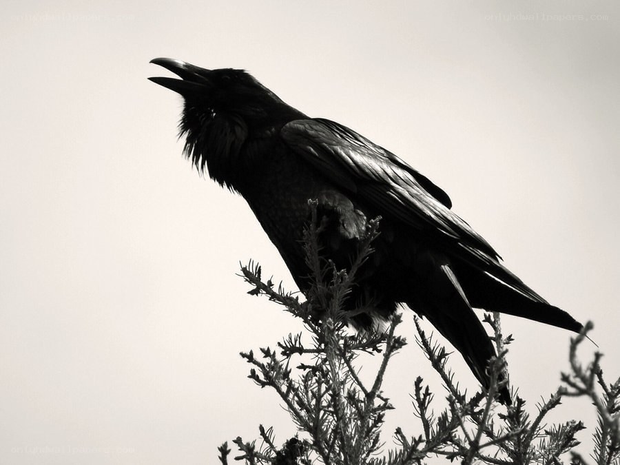 raven perched on a branch