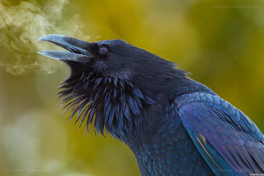 raven with steam from beak