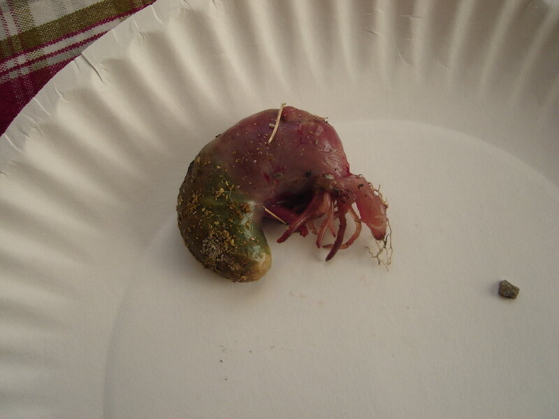 raw animal organ on paper plate