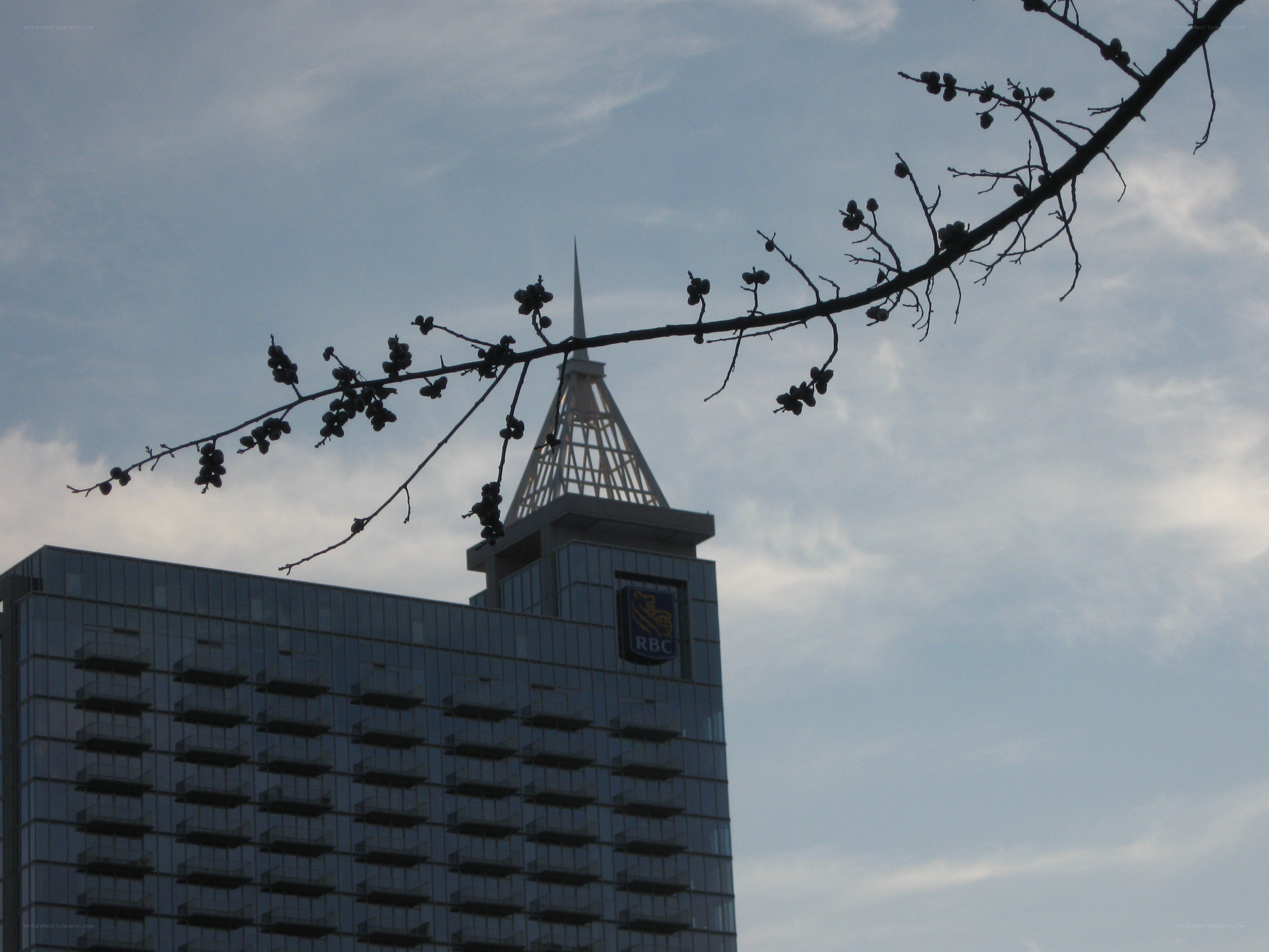 RBC building with tree branch