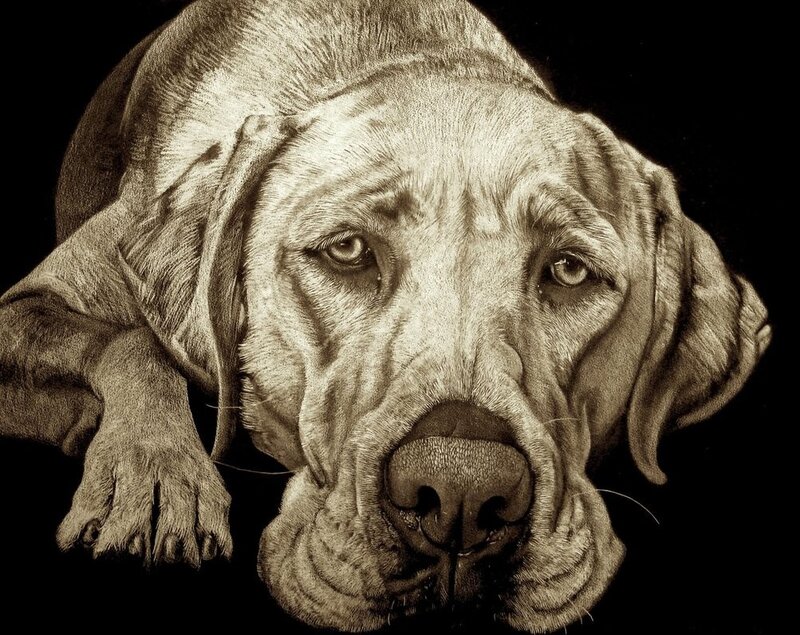 realistic dog portrait