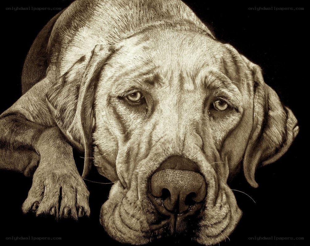 realistic dog portrait