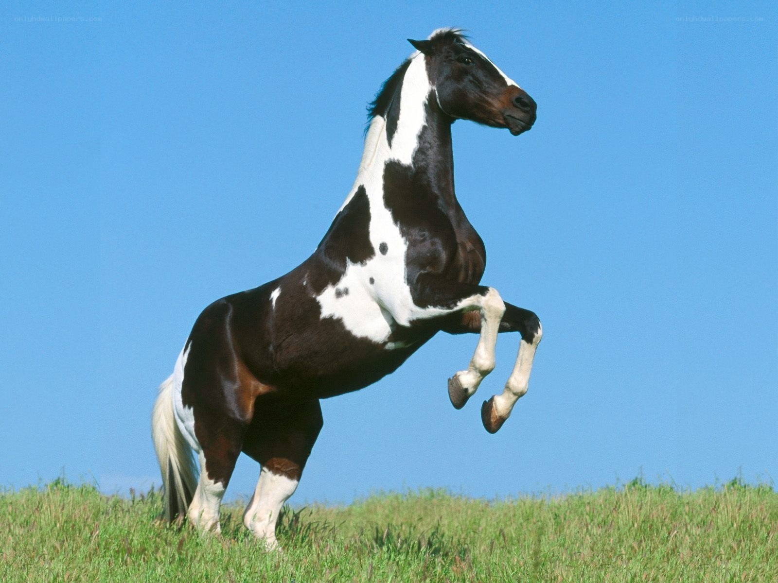 rearing black and white horse