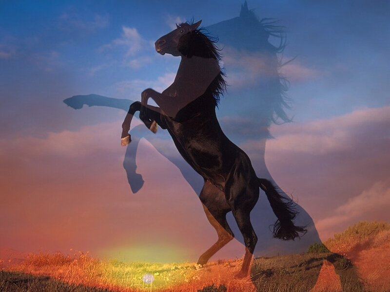 Rearing black horse at sunset