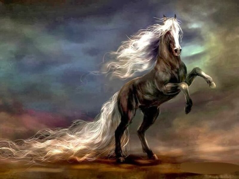 Rearing Black Horse
