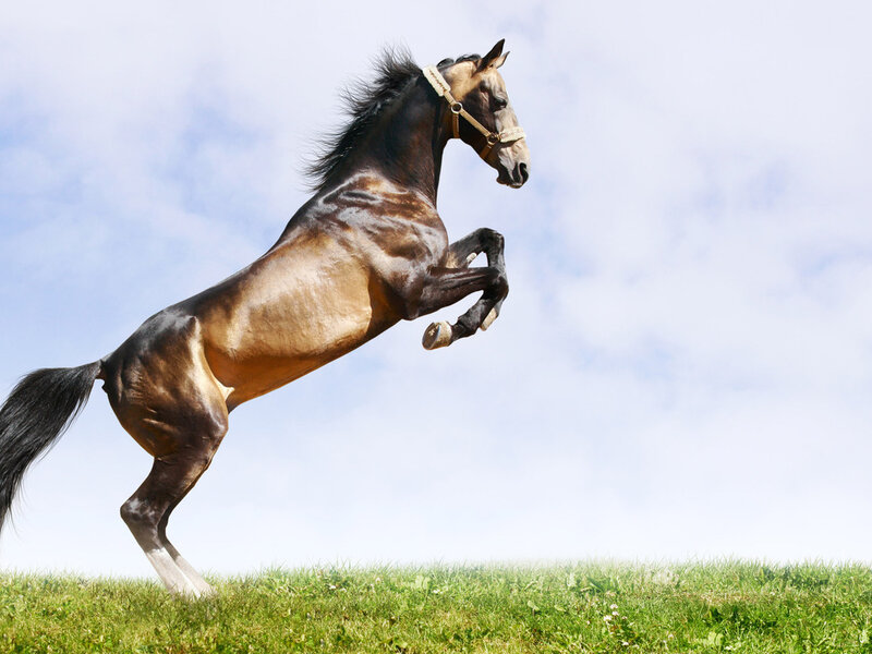 Rearing Brown Horse — Dynamic