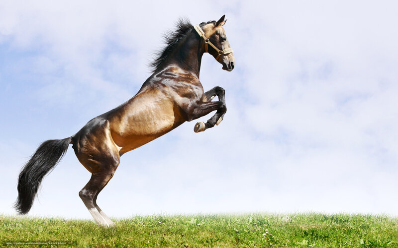 Rearing Brown Horse — Green, Dynamic