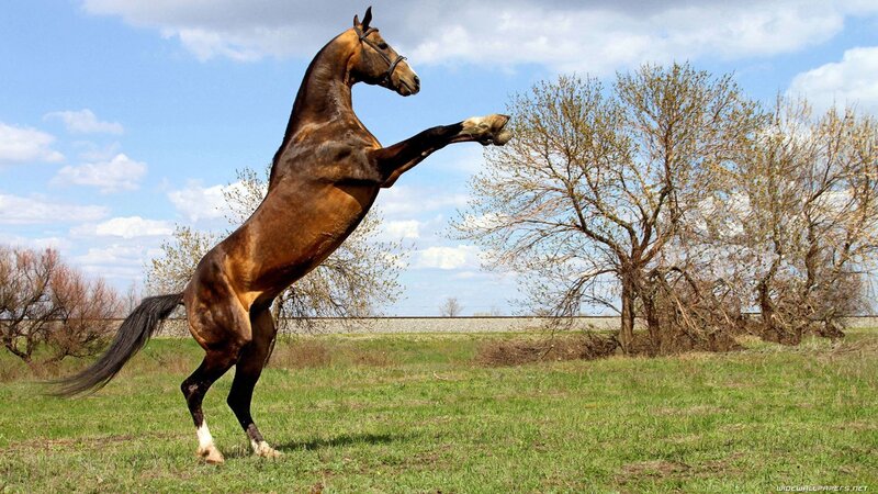 rearing brown horse in field