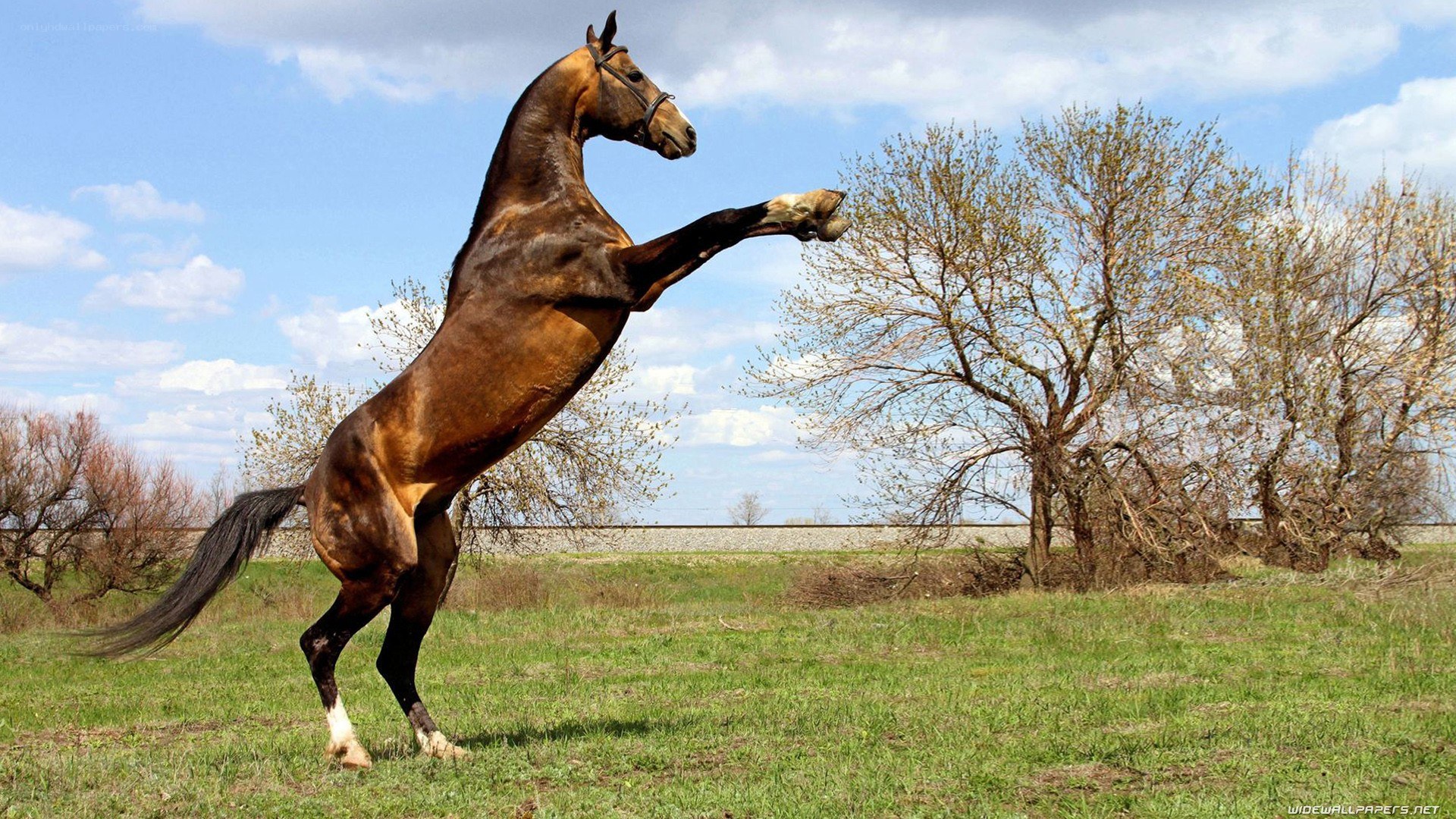 rearing brown horse in field
