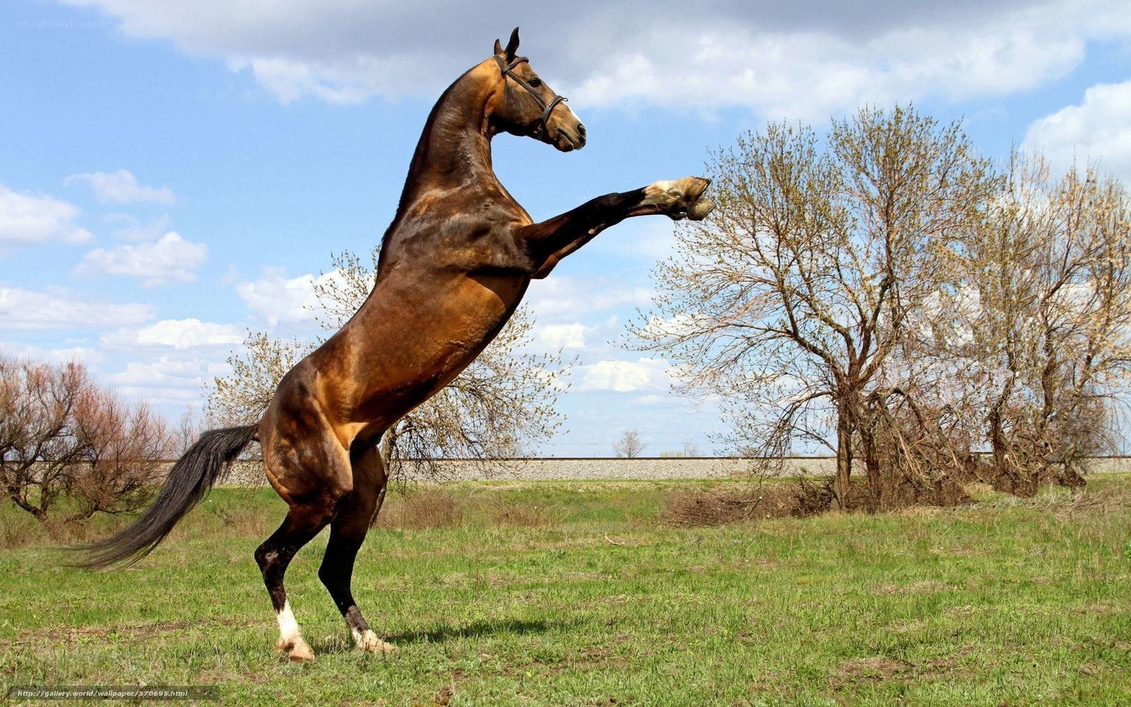 rearing brown horse in field