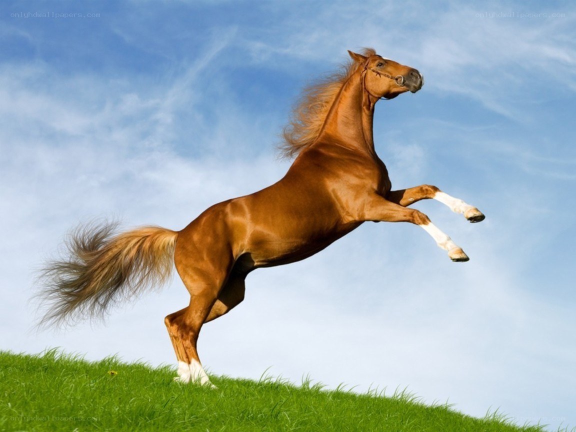 rearing brown horse on hill