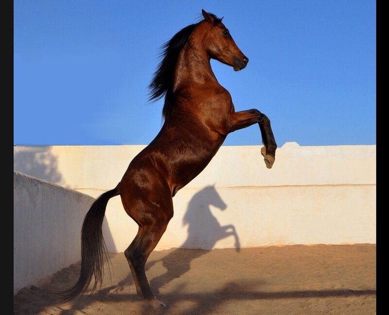 rearing brown horse