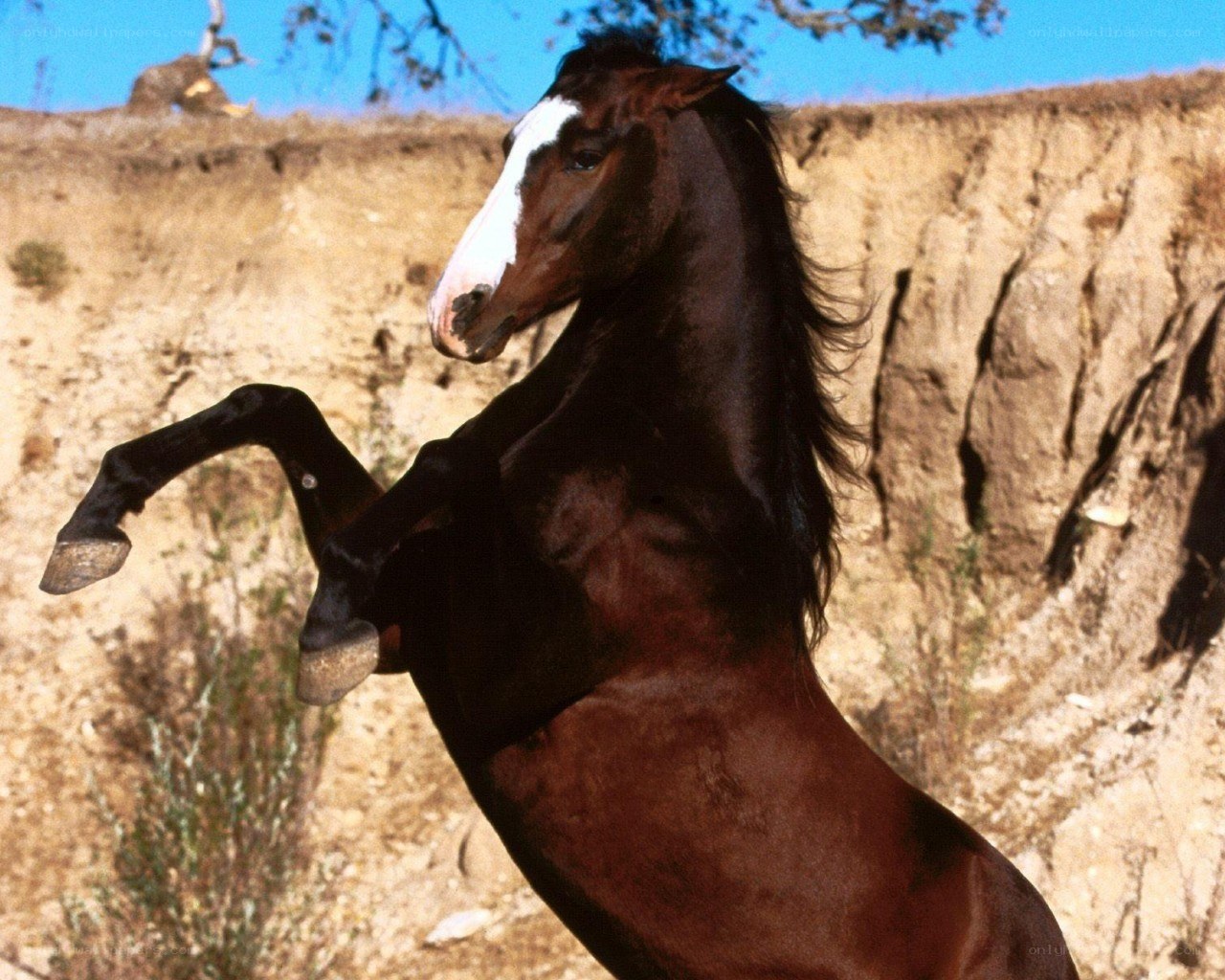 rearing brown horse with white blaze