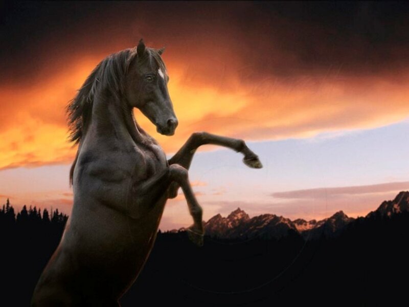rearing horse at sunset