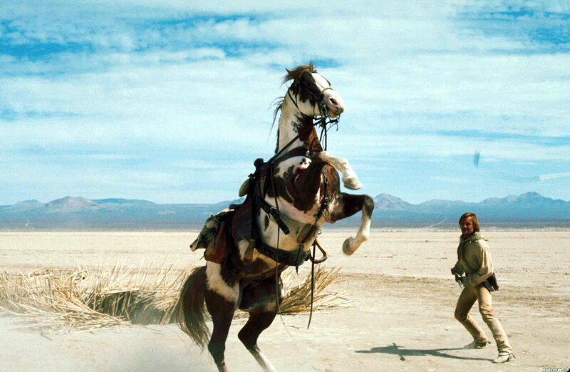 Rearing Horse in Desert