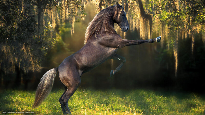 rearing horse in forest