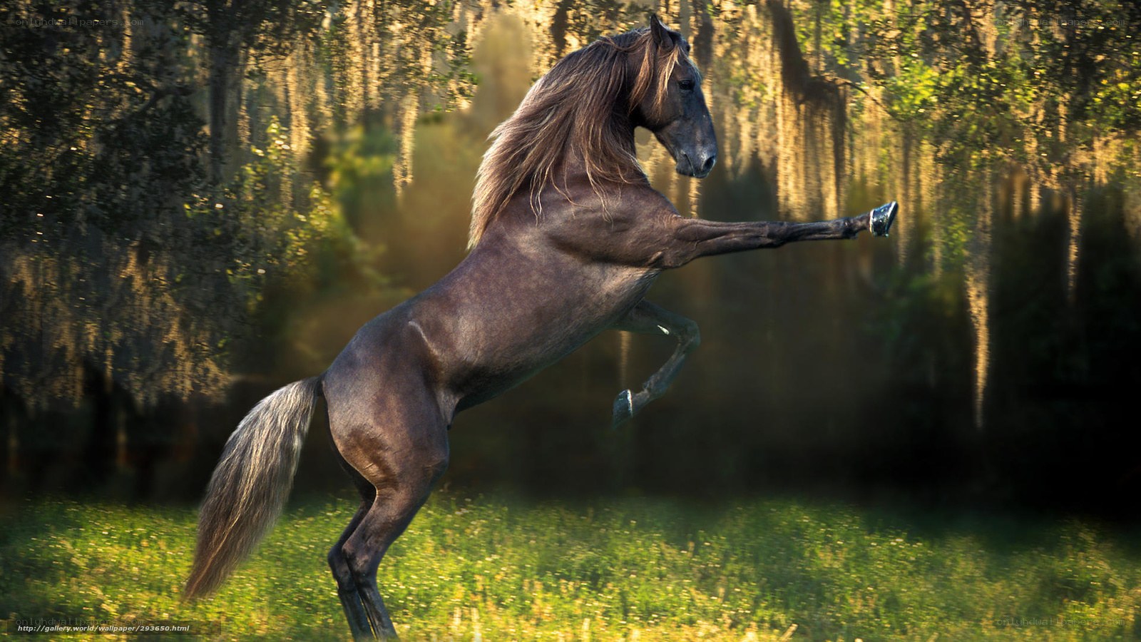 rearing horse in forest