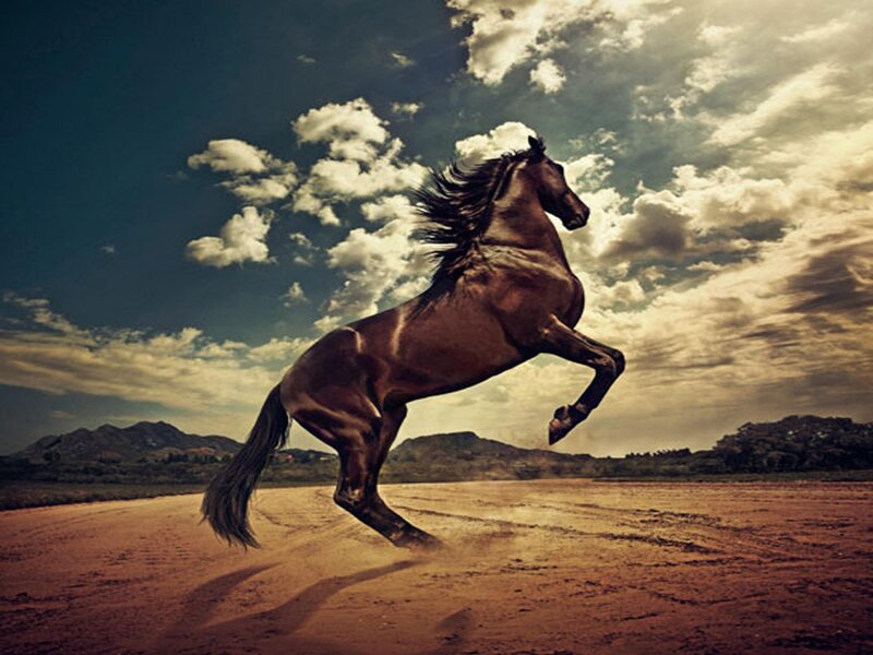 rearing horse on dusty plain