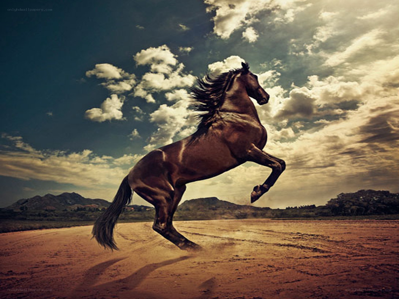 rearing horse on dusty plain