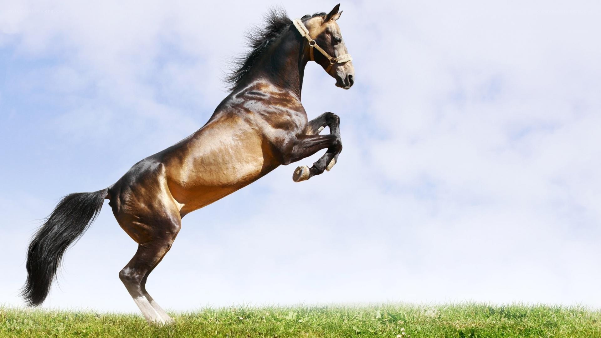 rearing horse on grass