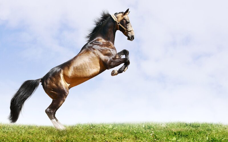 rearing horse on grassy hill