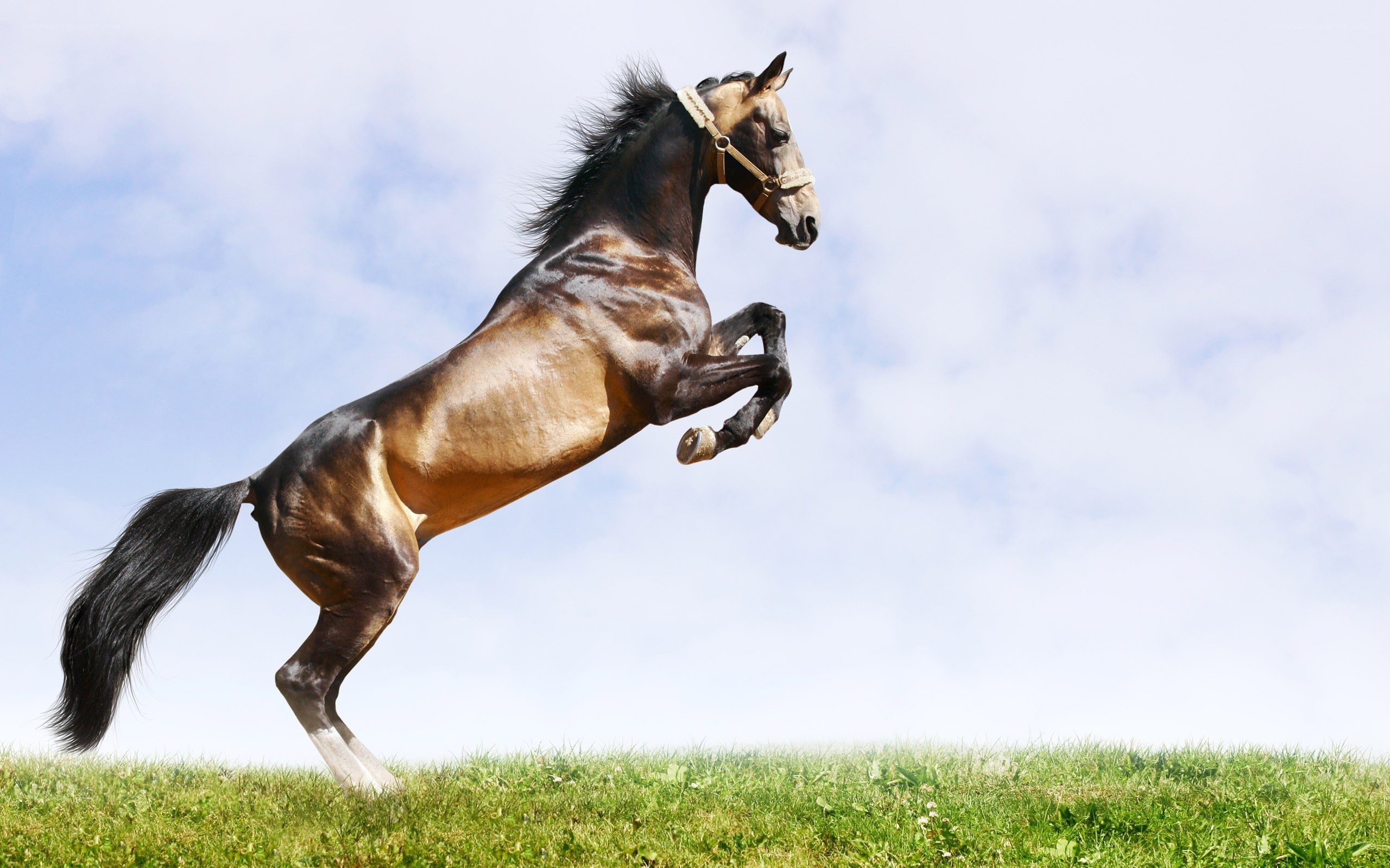 rearing horse on grassy hill