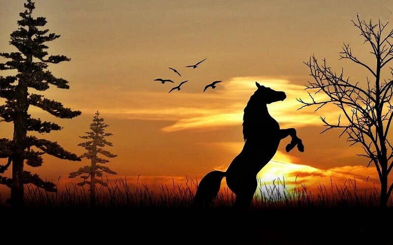 Rearing Horse Silhouette — Orange