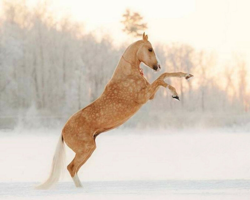 Rearing Palomino Horse — Tan