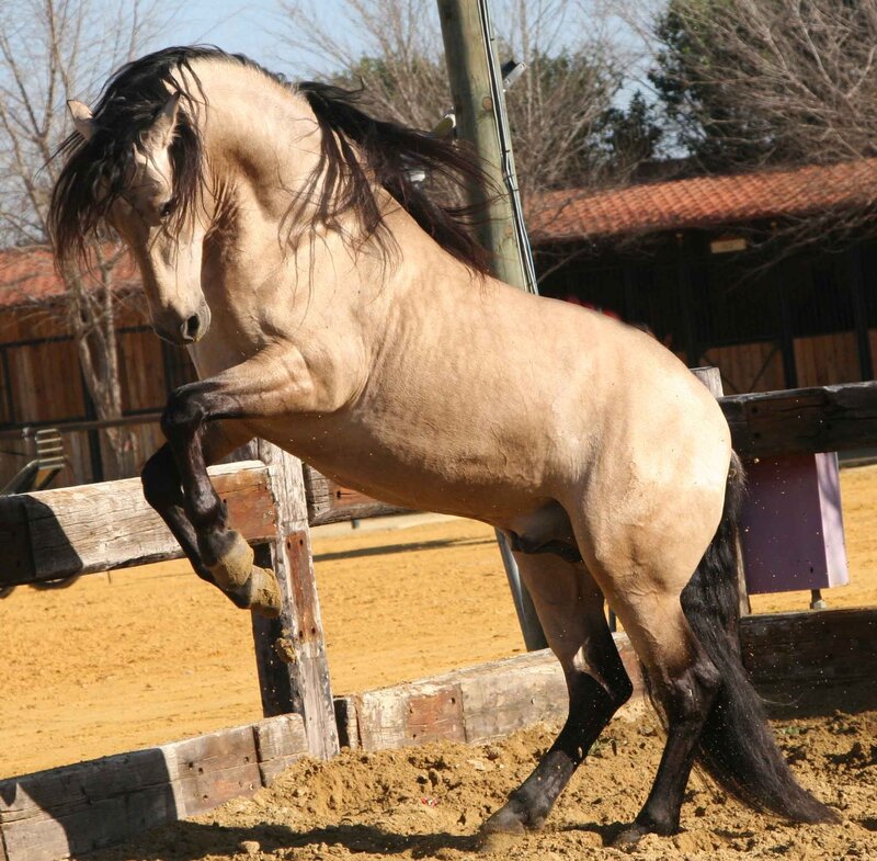 rearing palomino horse