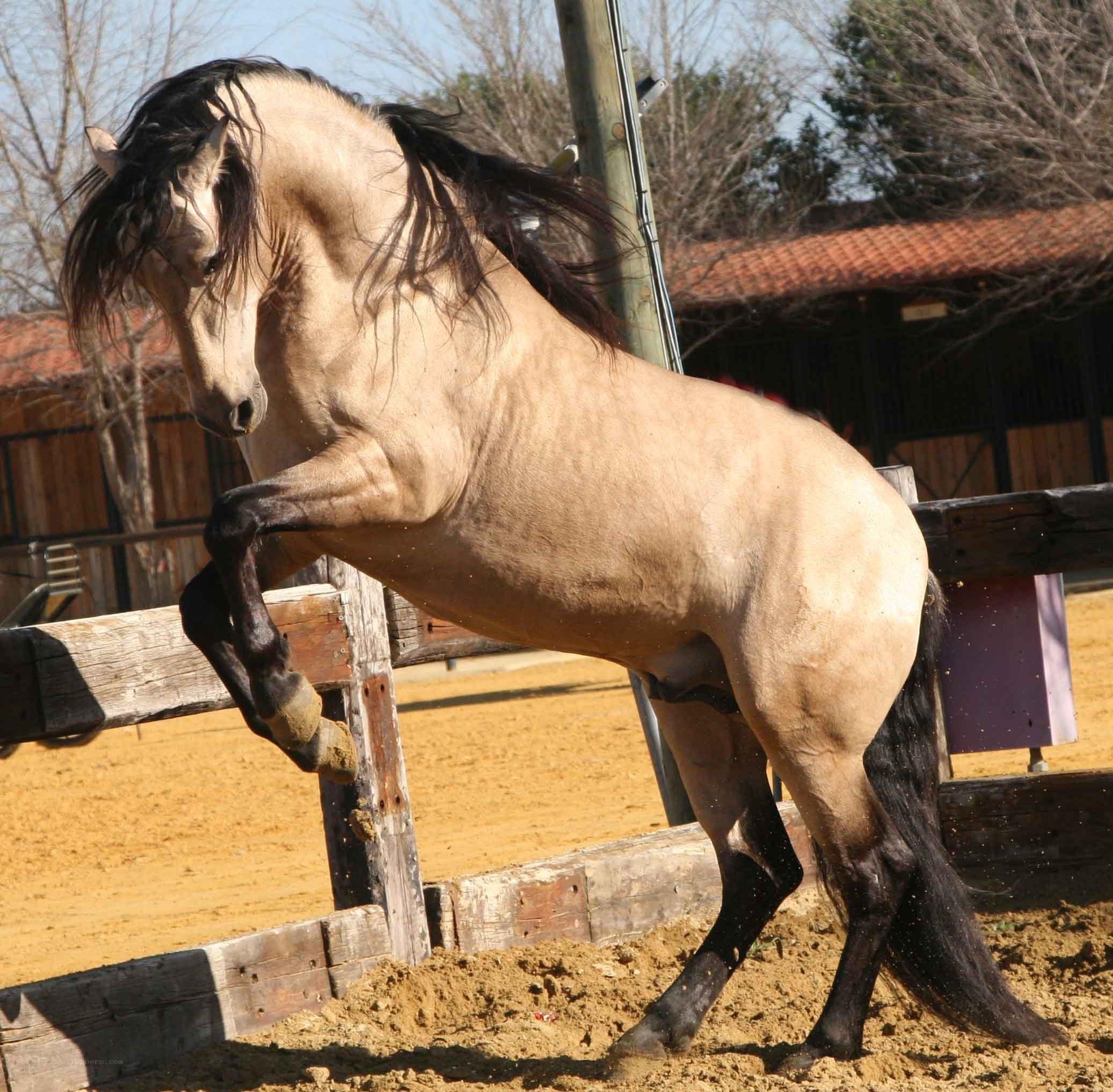 rearing palomino horse