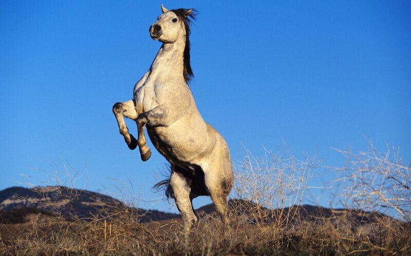 rearing white horse in field
