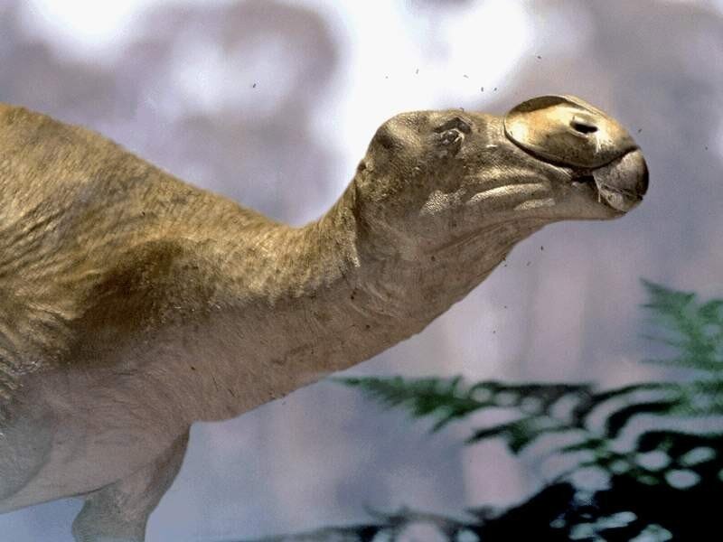 reconstruction of a hadrosaur