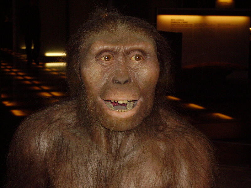 reconstruction of ancient hominid