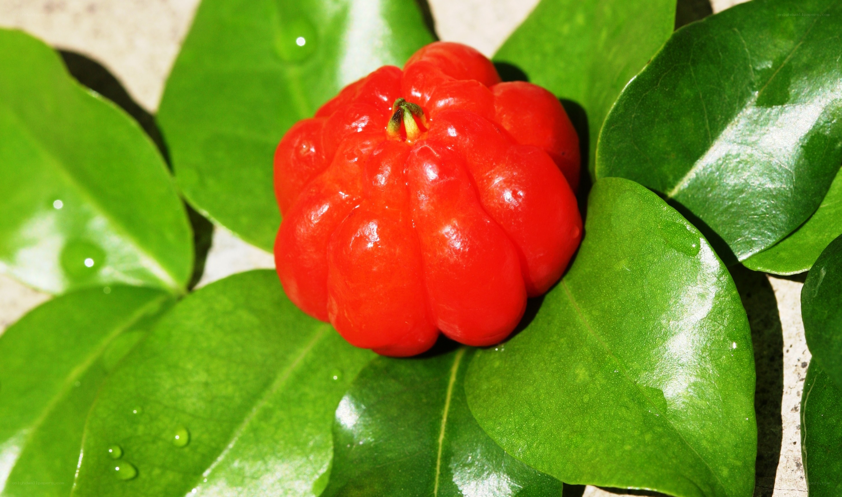 red acerola cherry on green leaves