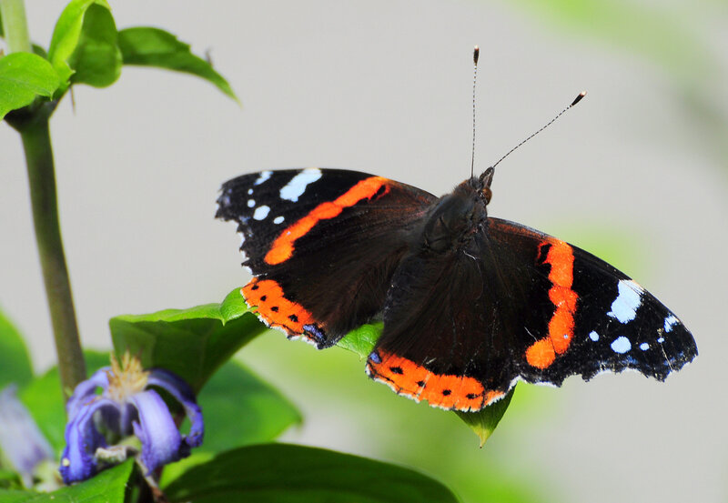 Red Admiral Butterfly — Black, Calm, Afternoon, Photograph, Flower