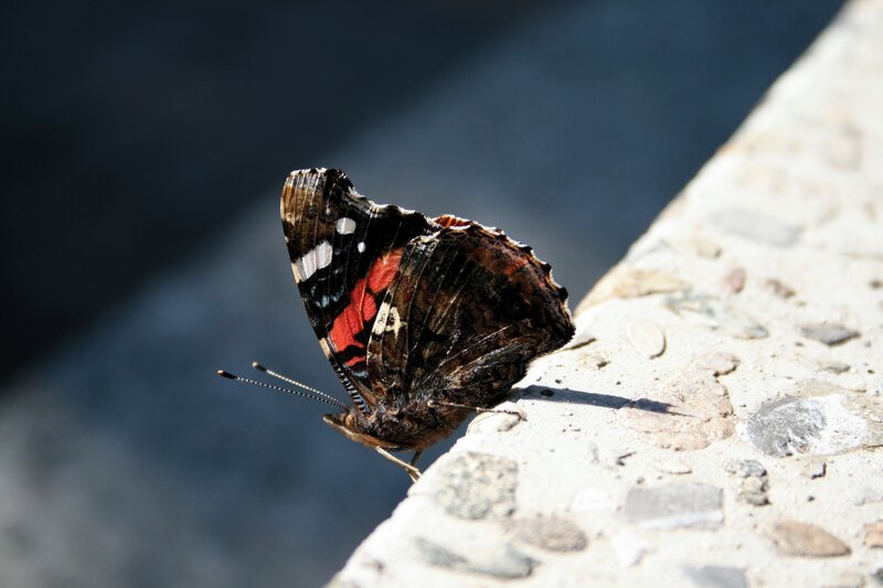 Red Admiral Butterfly — Black, Calm, Afternoon, Photograph, Stone Surface, Sunlight