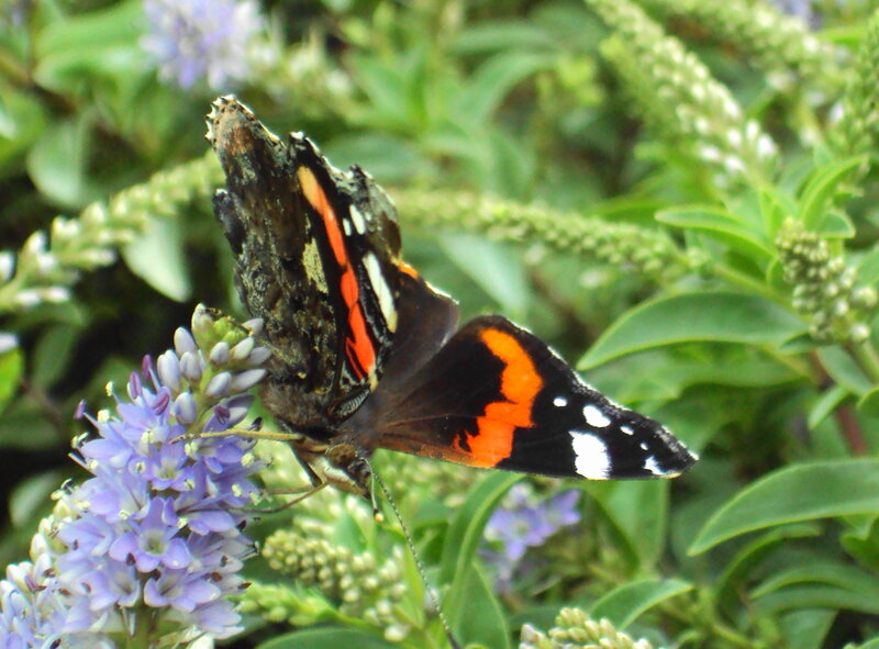 Red Admiral Butterfly — Black, Calm, Afternoon