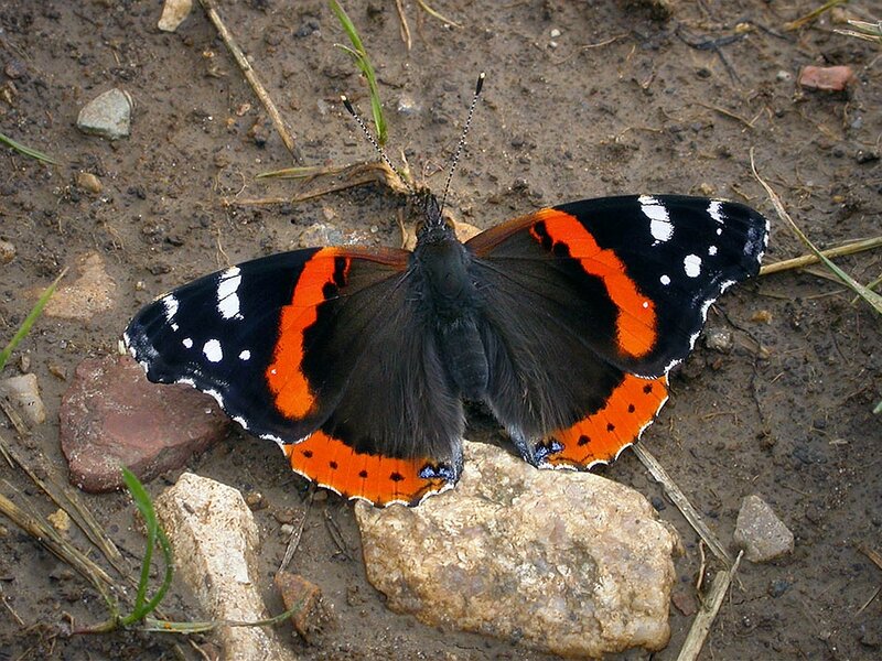 Red Admiral Butterfly — Black, Calm, Photograph