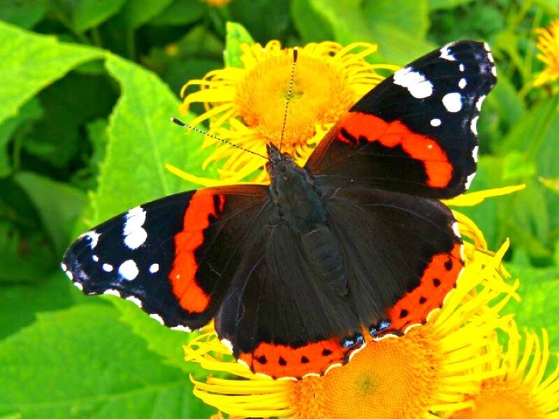 Red Admiral Butterfly — Black, Calm, Summer
