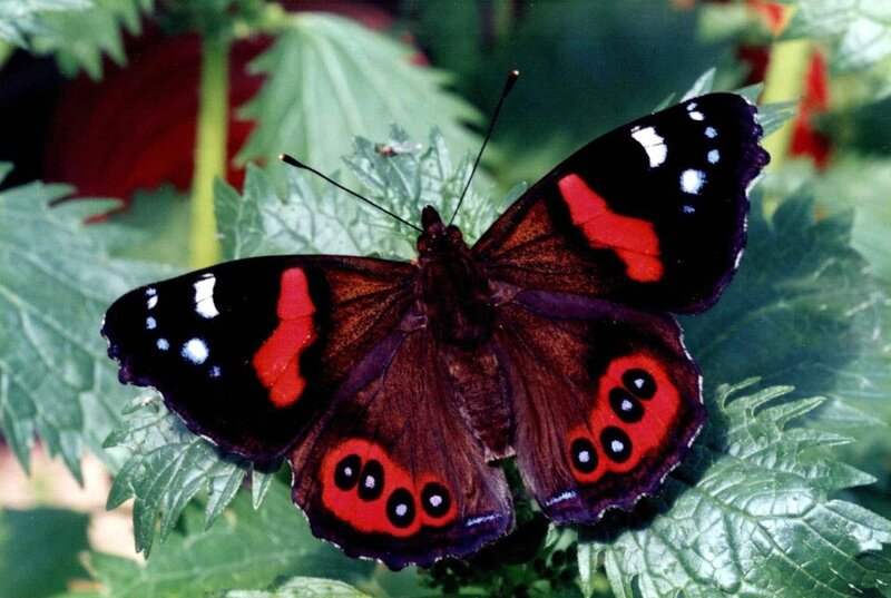 Red Admiral Butterfly — Black, Calm