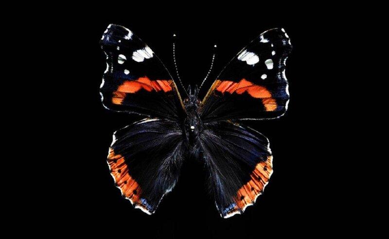 Red Admiral Butterfly — Black, Dramatic